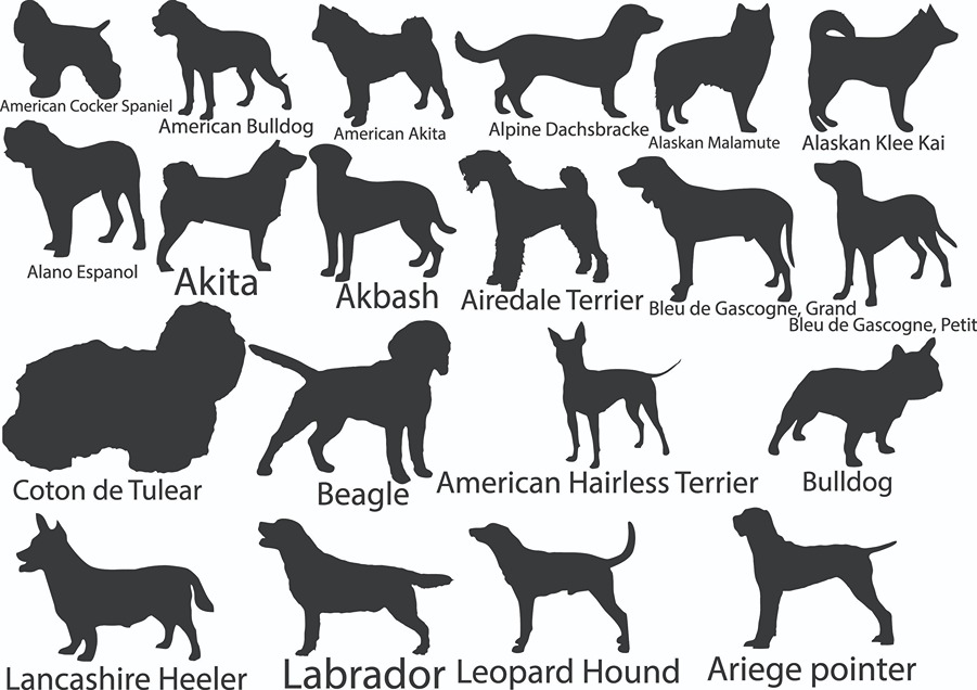 Číslo na dom: Psík podľa výberu